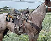 athletic-quarter-horse