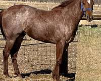 all-around-quarter-horse