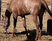 athletic-quarter-horse