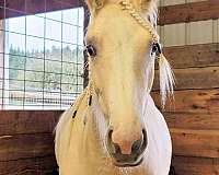 silver-dunalino-horse