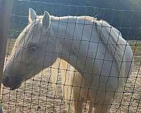 dunalino-silver-horse