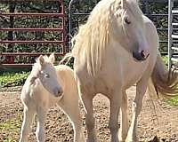 dunalino-gypsy-vanner-mare