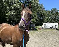 driving-morgan-horse