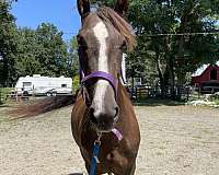 equitation-morgan-horse