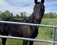 ata-usef-trakehner-filly