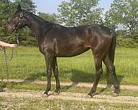 ata-usef-filly