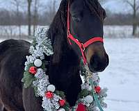 curious-trakehner-horse