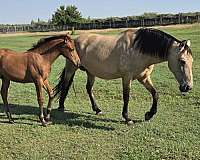 andalusian-filly-spain-ancce-bay-chestnut-horse