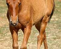 andalusian-filly-spain-ancce-bay-chestnut