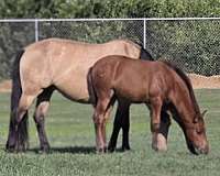 bay-ancce-ialha-filly
