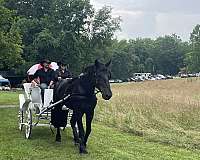 small-white-star-horse