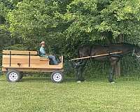 beginner-percheron-horse