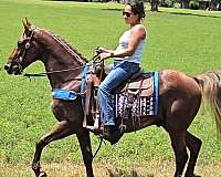 see-pictures-horse