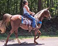 sorrel-see-pictures-horse
