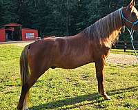 gaited-horse-kentucky-mountain