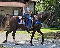trail-gaited-horse-kentucky-mountain