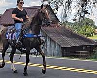 husband-safe-horse-kentucky-mountain