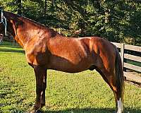 kentucky-mountain-horse