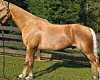 trained-gaited-horse-gelding