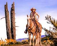 see-pictures-horse