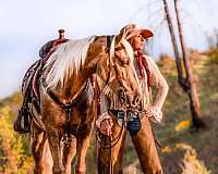 palomino-see-pictures-horse