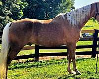 gaited-horse-tennessee-walking