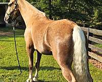 trail-gaited-horse-tennessee-walking