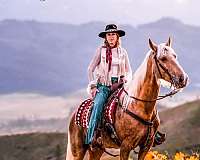 show-horse-tennessee-walking