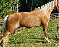 husband-safe-horse-tennessee-walking