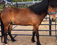 bay-icelandic-gelding