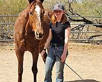 all-around-appendix-horse