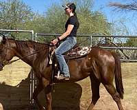 athletic-appendix-horse