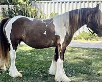 tobiano-ghra-broodmare