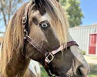 ghra-broodmare