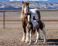 gentle-mare-gypsy-vanner-horse