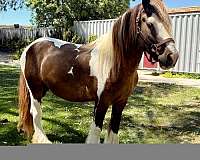 pampered-gypsy-vanner-horse