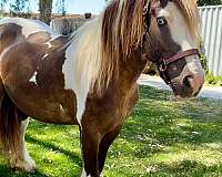 relaxed-gypsy-vanner-horse