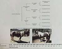 beauty-broodmare