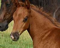 pe-colt