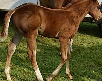 trail-quarter-horse