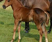 ranch-quarter-horse