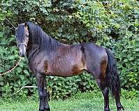 bay-friesian-gelding
