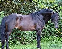 bay-gelding-for-sale