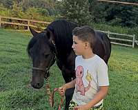 12-hand-friesian-gelding