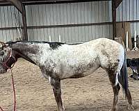 breeding-appaloosa-horse