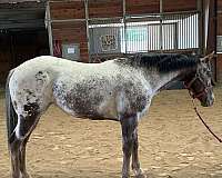 flashy-appaloosa-horse