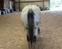 project-appaloosa-horse