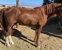 sorrel-blaze-2-white-rear-socks-horse