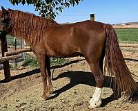 affordable-curly-horse