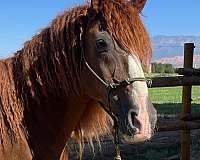 all-curly-horse